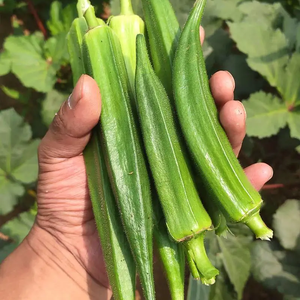 Heirloom Okra Vegetable Seeds - Non-GMO, High-Yielding, Ideal for Home Gardens 18acxx161224-Homacus