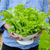 Premium Lettuce Seeds For Fresh Homegrown Gardens 22acxx161224-Homacus