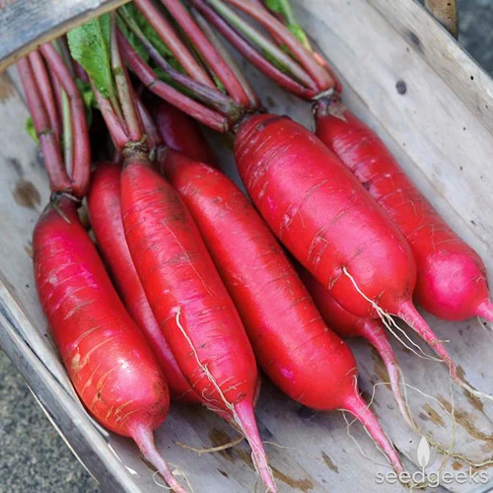 Red Radish Garden Seeds - Fast Growing, Nutritious 28acxx161224-Homacus