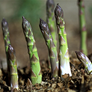 Perennial Asparagus Seeds - Nutritious, Cold & Heat Resistant, Year-Round Garden Plants 19acxx161224-Homacus