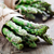 Perennial Asparagus Seeds - Nutritious, Cold & Heat Resistant, Year-Round Garden Plants 19acxx161224-Homacus