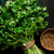 Four Seasons Parsley & Cilantro Seeds - Heirloom, Cold & Heat Resistant 26acxx161224-Homacus