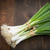 All-Season Scallion Seeds for Year-Round Harvests 24acxx161224-Homacus