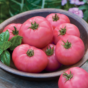 Pink Ponderosa Heirloom Tomato Seeds - Large, Delicious, Non-GMO 27acxx161224-Homacus