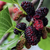 Black Mulberry Seeds - 200 Non-GMO, Open Pollinated 17acxx161224-Homacus