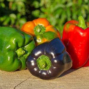 Classic Bell Pepper Seed Kit - 4 Vibrant Non-GMO Varieties 25acxx161224-Homacus