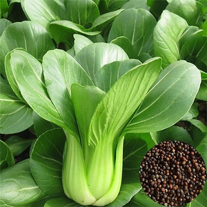 High-Quality Cabbage Seeds for Easy Planting & High Yield 23acxx161224-Homacus